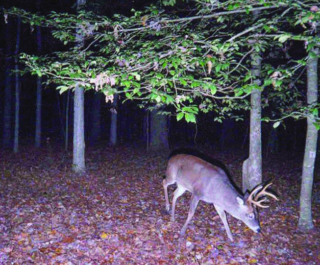 Adjustments Needed As Deer Season Winds Down The Jena Times